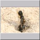 Oxybelus bipunctatus - Fliegenspiesswespe w37 5mm - Sandgrube Niedringhaussee.jpg